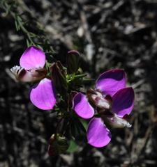 Polygala umbellata