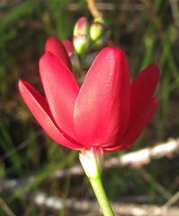 Ixia campanulata