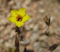 Leptosiphon chrysanthus