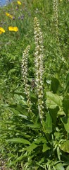 Macropodium nivale
