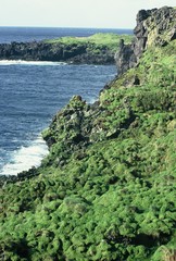Leptinella plumosa