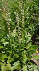 Macropodium nivale