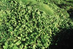 Leptinella plumosa