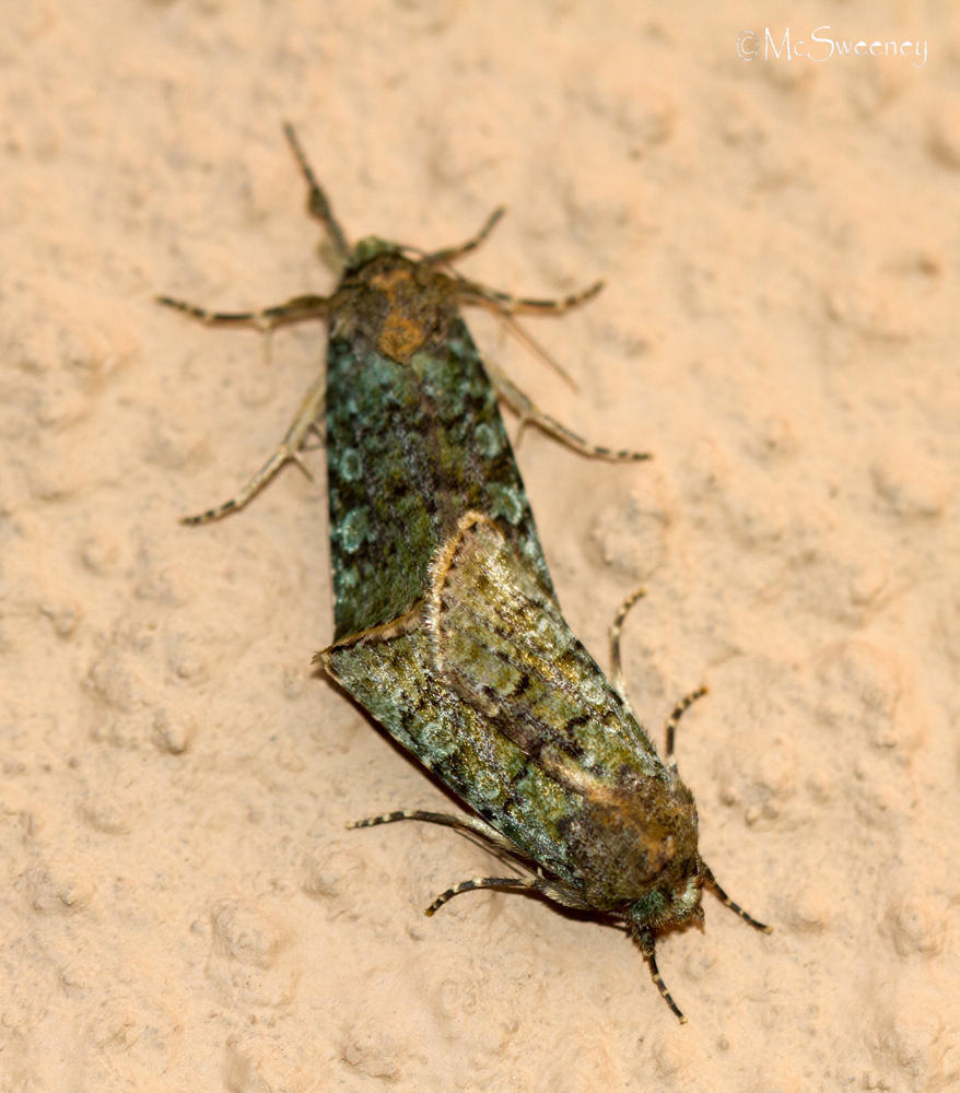 Acronicta verbenata