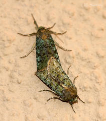 Diphtherocome verbenata