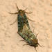 Acronicta verbenata - Photo (c) Michael McSweeney, some rights reserved (CC BY-NC), uploaded by Michael McSweeney