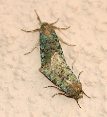 Diphtherocome verbenata