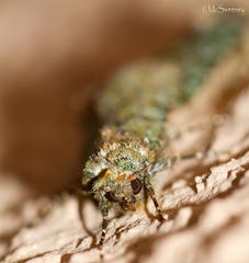 Diphtherocome verbenata