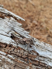 Thyreonotus corsicus