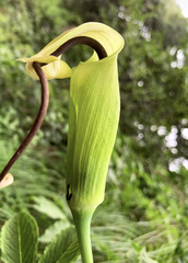 Arisaema
