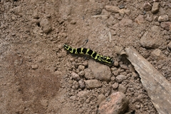 Tinolius eburneigutta