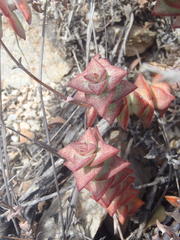 Crassula perforata perforata