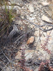 Crassula perforata perforata