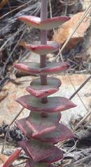 Crassula perforata perforata