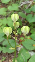 Lilium distichum