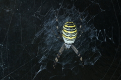 Argiope bruennichi