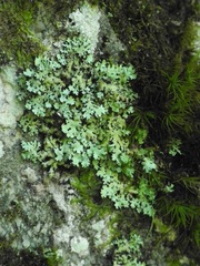 Hypotrachyna virginica