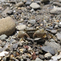 Hemigrapsus penicillatus