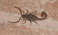 Centruroides limpidus