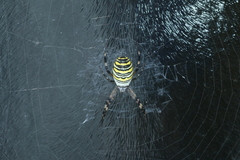 Argiope bruennichi