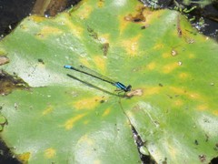 Enallagma geminatum