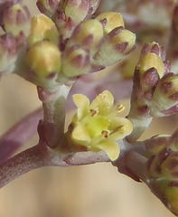 Crassula perforata perforata
