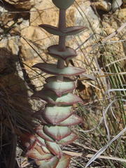 Crassula perforata perforata