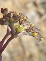 Crassula perforata perforata