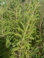 Passerina falcifolia
