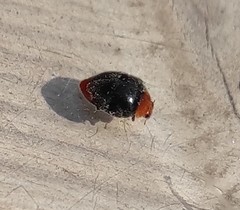 Cryptolaemus montrouzieri