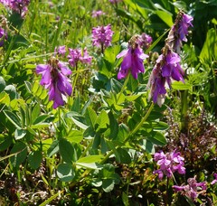 Hedysarum austrosibiricum