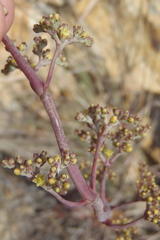 Crassula perforata perforata