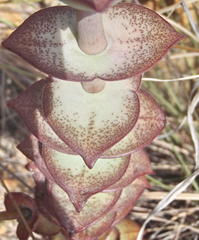 Crassula perforata perforata