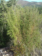 Passerina falcifolia