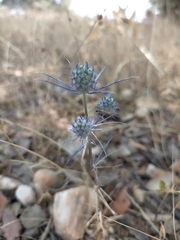 Eryngium tenue