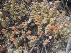 Crassula rupestris rupestris