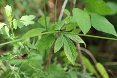 Sanicula chinensis