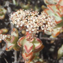 Crassula rupestris rupestris