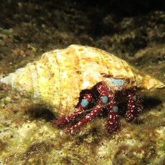 Dardanus guttatus