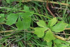 Sanicula chinensis
