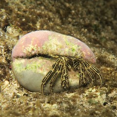 Clibanarius eurysternus