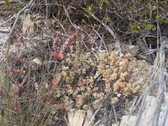 Crassula rupestris rupestris