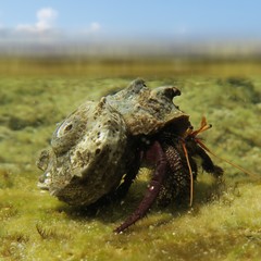 Clibanarius corallinus