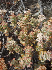 Crassula rupestris rupestris