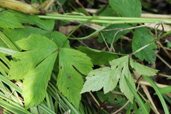 Sanicula chinensis