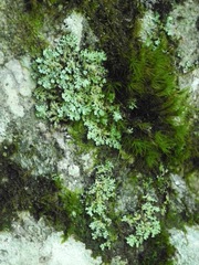 Hypotrachyna virginica