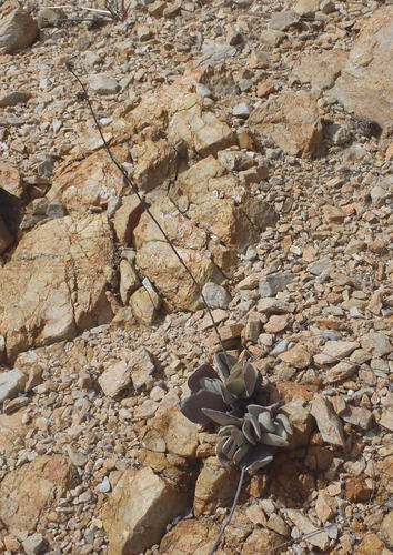 Crassula cotyledonis