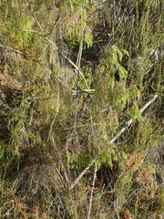 Passerina falcifolia