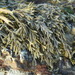 Little Rockweed - Photo (c) Jerry Kirkhart, some rights reserved (CC BY)