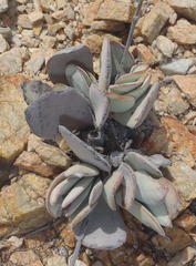 Crassula cotyledonis